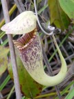hanging pitcher.JPG (79 KB)